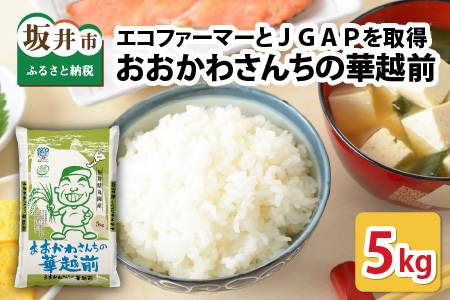 華越前 5kg 令和7年産 精米 米 ブランド米 ハナエチゼン [A-10813]