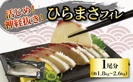 活じめ!神経抜き!ひらまさフィレ1尾分(約1.8〜2.6kg) | 刺身 さしみ お刺身 刺身 さしみ お刺身 刺身 さしみ お刺身 魚介 海の幸 冷蔵 ひらまさ ヒラマサ 愛媛県 松山市[KHN0112]