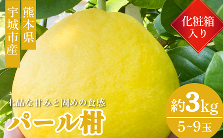 先行予約 宇城市産 パール柑 化粧箱入り 3kg (5〜9玉前後)【2027年1月下旬〜4月下旬頃順次発送予定】高橋果樹園
