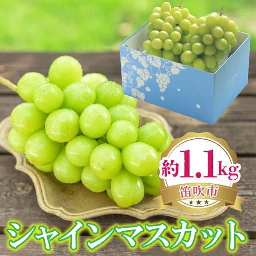 【2026年発送★先行予約】シャインマスカット 約1.1kg 222-008-1-26y | シャインマスカット 発送 笛吹市 山梨県 フルーツ 果物 ぶどう 葡萄 大粒 おすすめ 贈答 ギフト 産地 山梨 笛吹 国産 人気 先行 予約