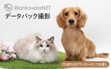 [ペット撮影]わんこ*ぷらネットデータパック撮影