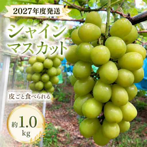 2027年度発送 シャインマスカット 約1.0kg 御所市産シャインマスカット 【yskw0001】