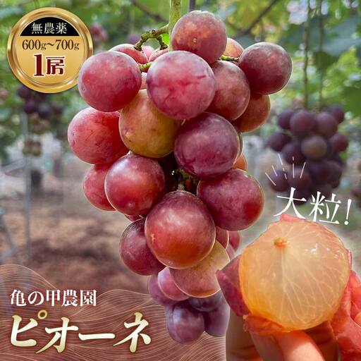 【先行予約】【農薬・化学肥料不使用】高級ぶどう 1房（600-700g） フルーツ ぶどう 葡萄 ブドウ ピオーネ 有機 無農薬 山口県 山陽小野田市 ふるさと納税 F6L-920