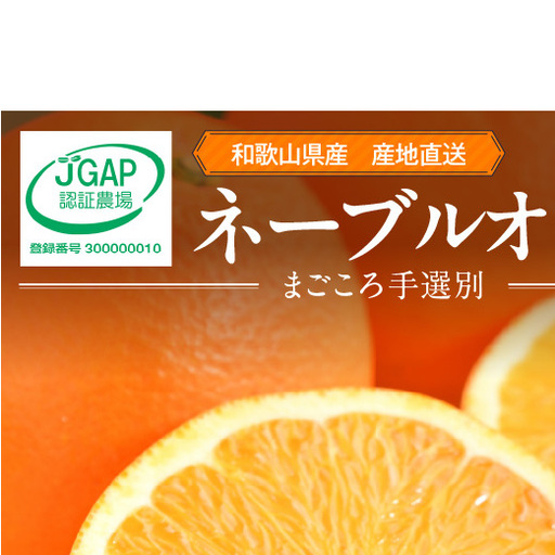 【2027年先行予約】和歌山県産 ネーブルオレンジ 【訳あり 家庭用】3kg サイズ混合【まごころ手選別】_ZE6443