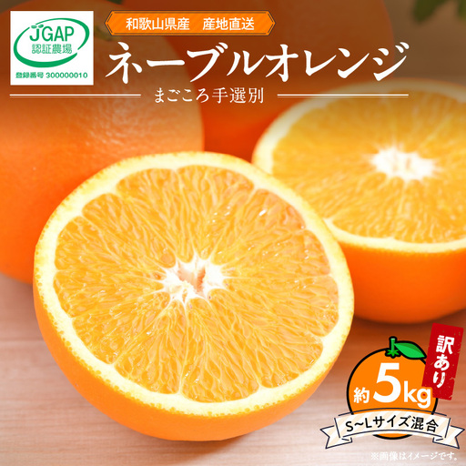 【2027年先行予約】和歌山県産 ネーブルオレンジ 【訳あり 家庭用】5kg サイズ混合 【まごころ手選別】_ZE6444