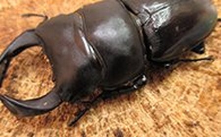 国産オオクワガタペア♂７０ミリ前後・♀お任せ 生き物生き物 