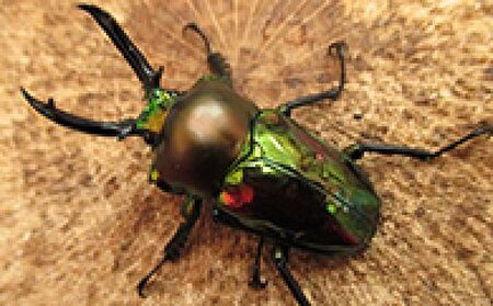 ニジイロクワガタペア♂50mm前後・♀お任せ 生き物生き物