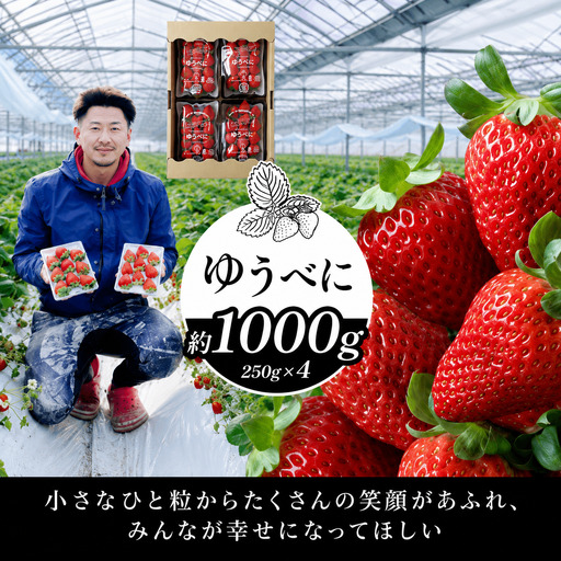 熊本限定品種 いちご ゆうべに 約1000g | ゆうべに 果物 くだもの フルーツ イチゴ いちご 苺 熊本県 玉名市