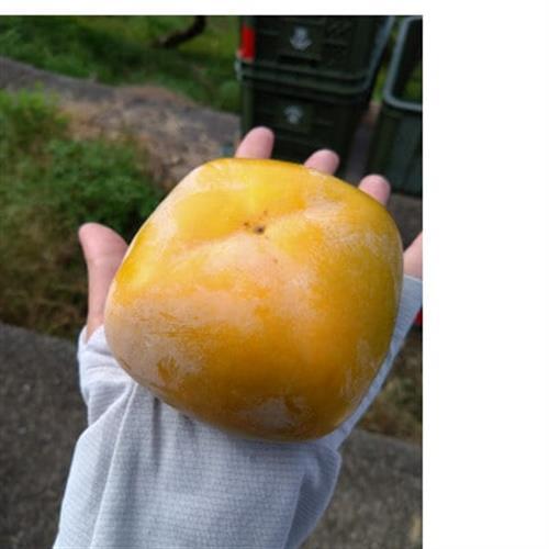 和歌山県産たね無し柿　L・2Lサイズ　5kg_果物・フルーツ 柿（カキ）  かき_【1510921】