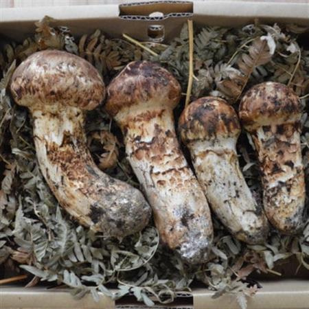 2026秋発送岩泉岩泉産朝採り松茸400g_野菜 松茸 きのこ まつたけ マツタケ_【配送不可地域：離島】【1422877】