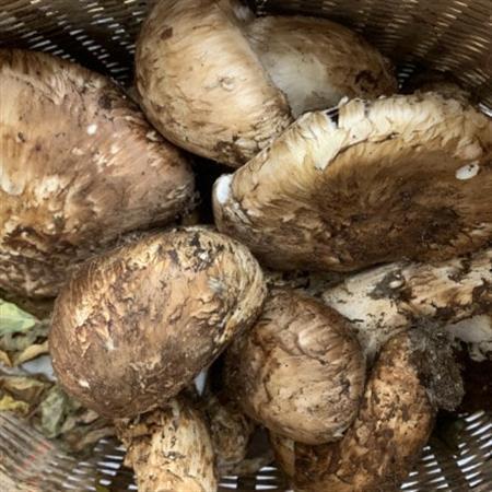 岩泉産・松茸開き、キズ自家用セット300g_野菜 松茸 きのこ まつたけ マツタケ_【配送不可地域：離島】【1422914】