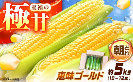 とうもろこし 恵味ゴールド 約5kg (梱包込) / 恵那市 / 大島農園 [AUEH001]