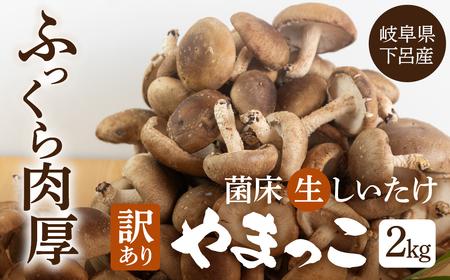 先行予約[期間限定](2026年11月から順次発送)訳あり 不揃い[期間限定](2025年11月から順次発送)菌床生椎茸 詰め合わせ 2kg(大・小・形 混合)生椎茸 規格外 訳アリ [71-6]