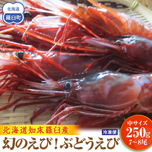 羅臼産 幻のぶどうえび（中250g /7～8尾) 知床 エビ 北海道