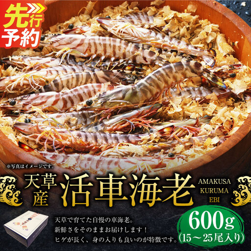 [ R8年熊本地震復興支援 ][配送指定日必須]天草産 活車海老 600g(15〜25尾入り)[発送期間2026年11月6日〜2027年3月31日]活き海老 刺身 車エビ えび 活き車海老 車えび