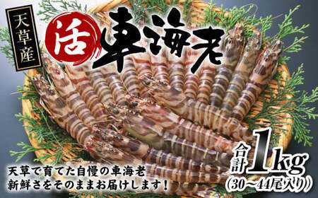 ＜ R8年熊本地震復興支援 ＞【配送指定日必須】天草産 活車海老 1000g（30～44尾入り）【発送期間2026年11月6日～2027年3月31日】活き海老 刺身 車エビ えび 活き車海老 車えび