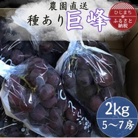 巨峰(種あり) 約2kg(5～7房)葡萄作り60年の果樹園が朝採れ厳選でお届けします_果物・フルーツ ぶどう・マスカット  ブドウ 葡萄 _【配送不可地域：離島】【1521535】