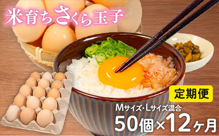 定期便 卵 50個 × 12ヶ月 ( たまご 45個 + 割れ補償 5個 ) 12回 Mサイズ Lサイズ 混合 定期便 国産 米育ち さくら玉子 さくら卵 鶏 さくら コク 濃い 卵黄 風味 とれたて 生 たまご 地産地消  国産鶏 玉子 産みたて 新鮮 黄身 卵 かけ ご飯 たまご かけ ごはん 玉子 丼  卵 焼き すき焼き 目玉 焼き 玉子 スープ 茶碗蒸し ゆで たまご サンド 滋賀県 竜王町