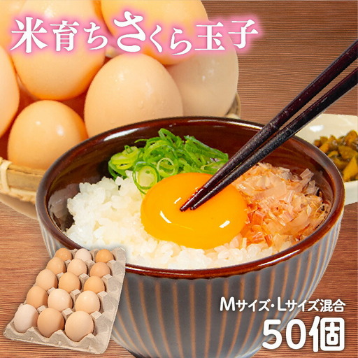 卵 50個 ( 45個 + 割れ補償 5 ) Mサイズ Lサイズ 混合 国産 米育ち さくら玉子 さくら卵 鶏 コク 濃い 卵黄 風味 とれたて 生 たまご 地産地消 国産鶏 玉子 産みたて 新鮮 黄身 かけ ご飯 たまご かけ ごはん 丼 焼き すき焼き 目玉 焼き スープ 茶碗蒸し ゆで たまご サンド 大容量 滋賀県 竜王町