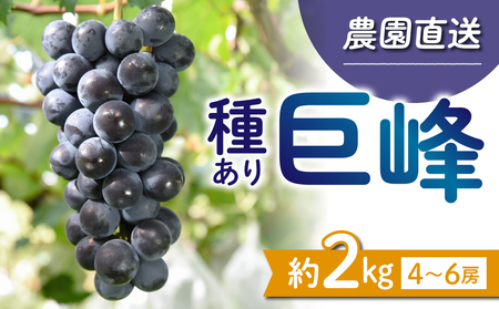 【先行受付2026年発送】種あり巨峰2kg（4~6房）｜秀果園　※2025年9月上旬~10月下旬順次発送予定