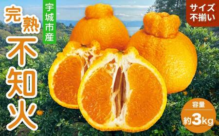 先行予約 宇城市産 訳あり 完熟不知火 約3kg【2027年2月上旬～3月下旬頃順次発送予定】【髙橋果樹園】