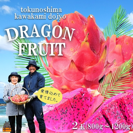 〜徳之島の川上さん親子が育てた〜ドラゴンフルーツ(赤:2玉)( 果物 フルーツ 徳之島 奄美 川上道場 )