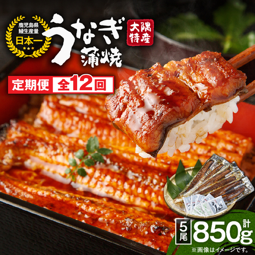 2490 【 定期 12回 】大隅特産 うなぎ蒲焼 5尾（850g）【 国産 】 KN060-T14 魚 冷凍 鰻 定期便