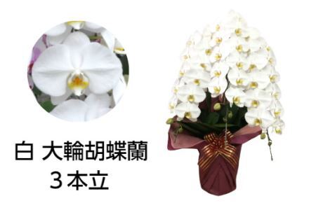 99 胡蝶蘭 3本立(B99-2)
