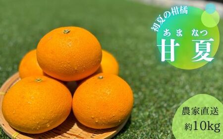 甘夏（約10kg）(B144-1)