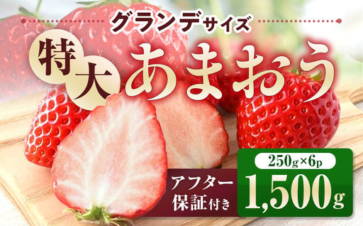 福岡県産 あまおう 1500g　先行予約 2027年1月～3月末にかけて順次発送　BA007-3
