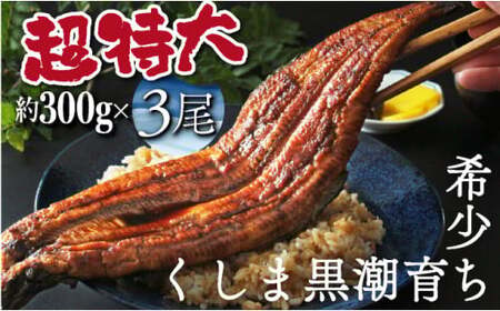 【数量限定】超特大くしまの黒潮うなぎ蒲焼3尾（合計900g前後）_K023-010