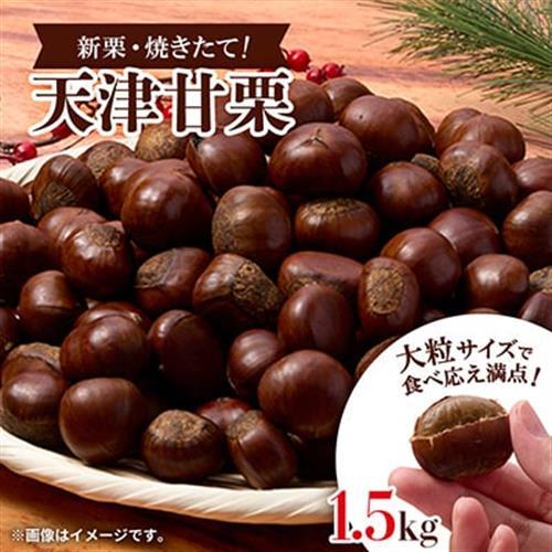 【1.5kg】新栗ビックサイズ!!焼きたて!!天津甘栗　大粒サイズ　期間限定でお届けします。_栗 くり 甘栗 天津甘栗 おやつ スイーツ 焼きたて 甘い 菓子 お菓子 マロン 常温 送料無料 人気 おすすめ お取り寄せ 大粒 新栗 限定_【1510513】