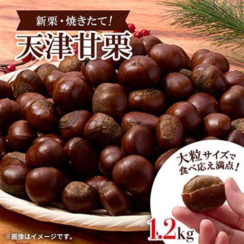 【1.2kg】新栗ビックサイズ!!焼きたて!!天津甘栗　大粒サイズ　期間限定でお届けします。_栗 くり 甘栗 天津甘栗 おやつ スイーツ 焼きたて 甘い 菓子 お菓子 マロン 常温 送料無料 人気 おすすめ お取り寄せ 大粒 新栗 限定_【1510514】