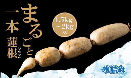 [先行予約]まるごと一本!氷詰めレンコン(1.5〜2kg) 蓮根 レンコン