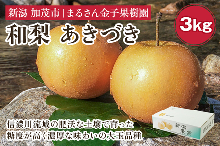 【2026年先行予約】【贈答用】和梨 あきづき 3kg（5～8玉）《9月中旬から順次発送》 果物 なし 梨 フルーツ 新鮮 新潟のフルーツ産地 加茂市 まるさん金子果樹園 梨