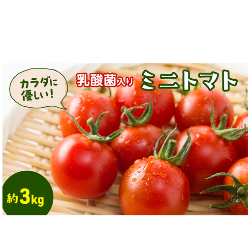 カラダに優しい「乳酸菌入り ミニトマト3kg」初物 野菜 