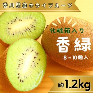 香緑(キウイフルーツ)1.2kg 8〜10個 化粧箱入り[予約受付中!令和8年11月中旬頃より発送!]