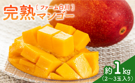 [ 2026年 先行予約 ] ファーム白川 の 完熟 マンゴー 1kg C032-002 果物 フルーツ