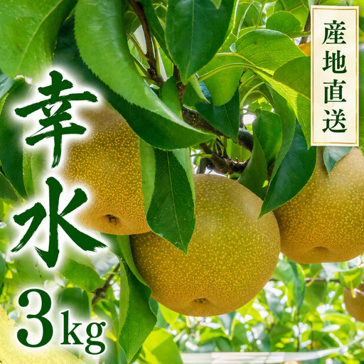 [ 産地直送 ] 幸水 3kg 先行予約 梨 フルーツ 果物 国産 日本産 梨 ナシ なし 和梨