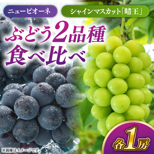 詰合せ ニューピオーネ1房(480g以上)・シャインマスカット「晴王」1房(480g以上) 化粧箱入り【2026年8月下旬～10月上旬発送予定】