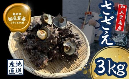 [知夫里島獲れ天然活さざえ3kgセット]隠岐諸島の新鮮なさざえをお届けします! 冷蔵便 サザエ 栄螺 貝 海鮮 BBQ さざえご飯 つぼ焼き 刺身 バーベキュー ギフト