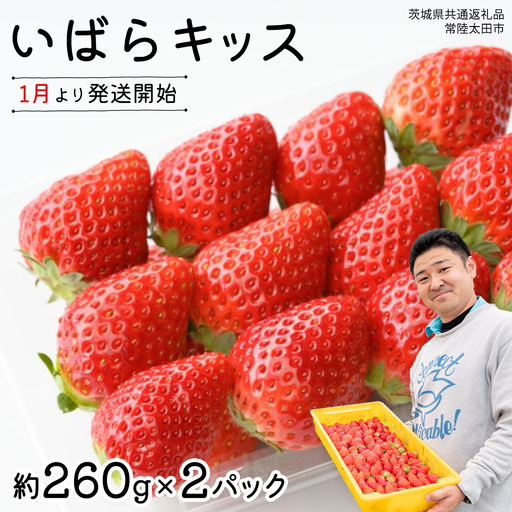 【 先行予約 】 茨城県品種 いばら キッス ( 2パック × 1箱 )【 2027年1月から発送開始 】 （常陸太田市 共通返礼品 ) 