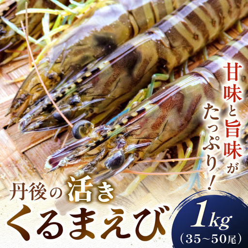 丹後の活きくるまえび 1kg（35～50尾） えび
