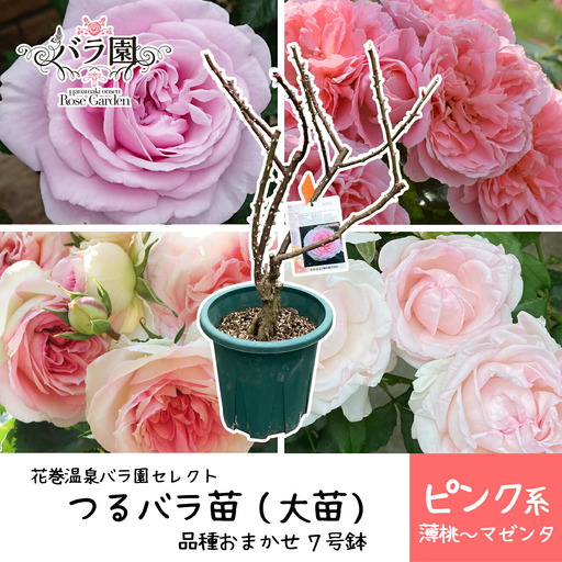 花巻温泉バラ園で育った「つるバラ大苗」7号サイズ -ピンク- [1916]