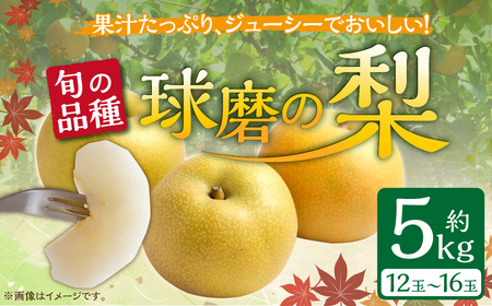 熊本県JAくま産 球磨の梨 5kg(12玉〜16玉 旬な品種) お届け時期:2026年8月上旬〜10月上旬
