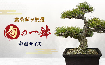 緑の芸術盆栽(中型サイズ)/ 盆栽 ぼんさい 盆栽松 盆栽鉢 松 初心者 観葉植物 インテリア 室内 癒し 和モダン 庭木 門出 お祝い プレゼント ギフト / 稲沢市 / 芳津園 [BMAI002]