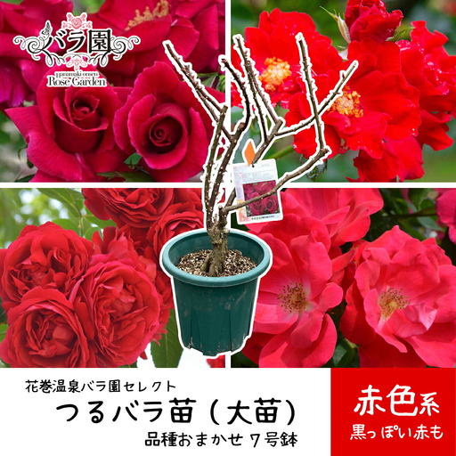 花巻温泉バラ園で育った「つるバラ大苗」7号サイズ -赤-   【1917】