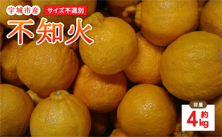 先行予約 不知火 4kg サイズ不選別 2027年1月下旬-2月下旬発送予定