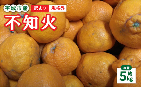 先行予約 訳あり 不知火 5kg 規格外 サイズ不選別 2027年1月下旬-2月下旬発送予定