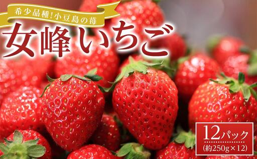 【2027年2月中旬より発送】希少品種！小豆島の苺「女峰」12パック(1パック約250g) |フルーツ イチゴ 旬 いちご 美味しい 苺 新鮮 フルーツ 小豆島 詰合せ 苺 セット フルーツ 人気 イチゴ フルーツ 厳選 おすすめ いちご フルーツ 小豆島